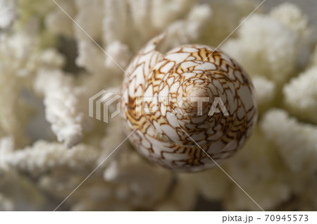 タガヤサンミナシ貝と、レプリカサンゴ タガヤサンミナシ貝と、レプリカサンゴ 70945573