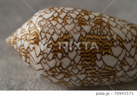 タガヤサンミナシ貝 70945575