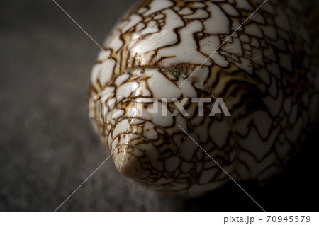 タガヤサンミナシ貝 70945579