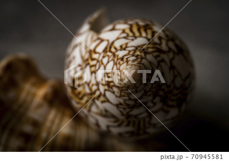 タガヤサンミナシ貝 70945581