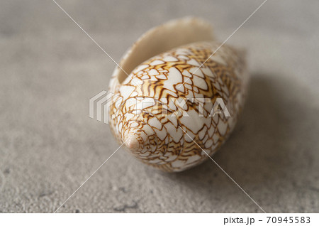 タガヤサンミナシ貝 70945583