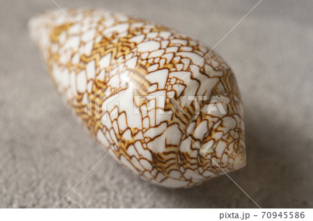 タガヤサンミナシ貝 タガヤサンミナシ貝 70945586