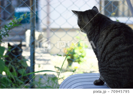 睨み合う猫の写真素材