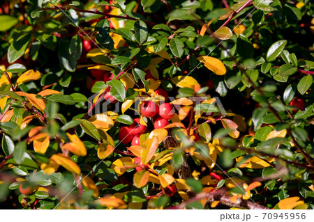 autumn background with red gaultheria autumn background with red gaultheria 70945956