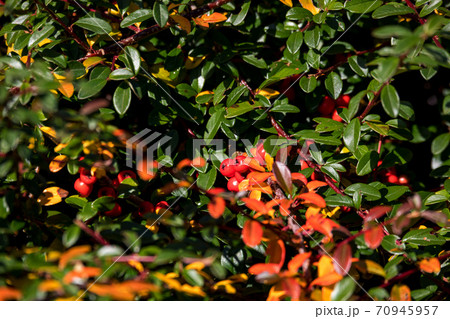 autumn background with red gaultheria 70945957