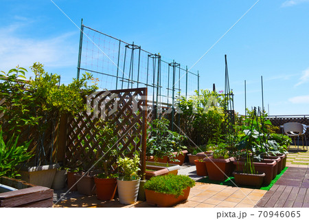 青空の下でガーデニング 家庭菜園 ルーフバルコニーで楽しいおうち時間の写真素材