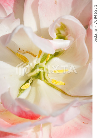 close-up of plants on a sunny day 70946551