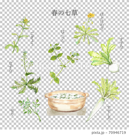 春の七草と七草粥　水彩画 70946719