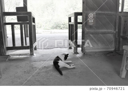 ノスタルジックな駅の風景～改札とねこ～　鹿児島県　嘉例川駅 70946721