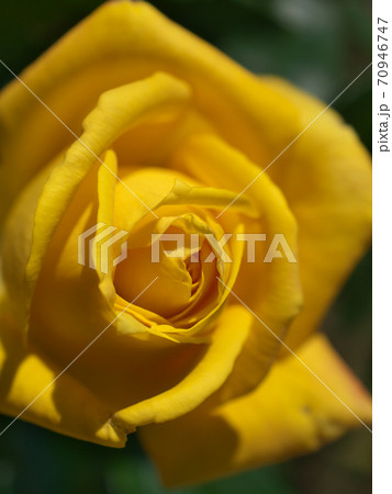 黄色いバラ(品種名 かぐや姫) マクロ撮影 黄色いバラ(品種名 かぐや姫) マクロ撮影 70946747