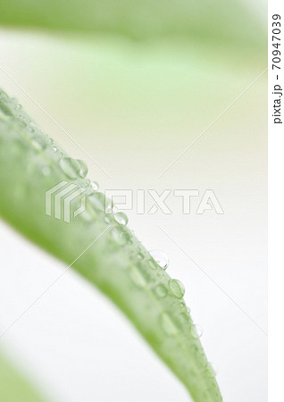 観葉植物 観葉植物 70947039