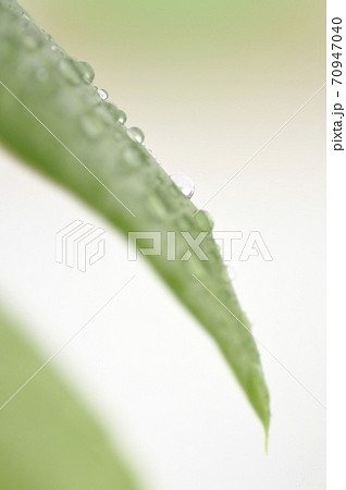 観葉植物 70947040