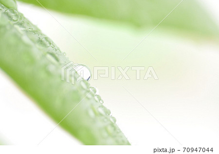 観葉植物 70947044