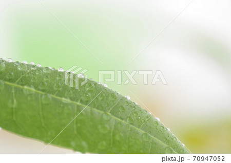 観葉植物 70947052