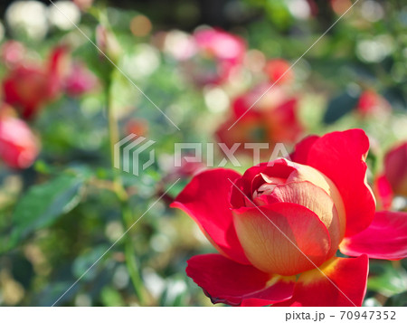 バラの花 品種名 希望 をクローズアップ撮影の写真素材