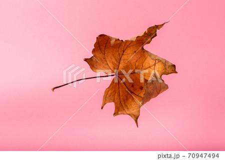 dry yellow maple leaf on a pink background 70947494