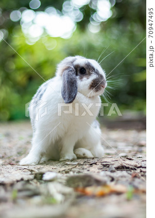 Rabbits that are white and black That is cute and bright In motion of relaxation 70947495
