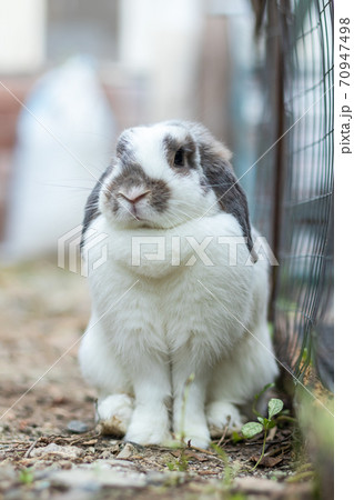 Rabbits that are white and black That is cute and bright In motion of relaxation 70947498