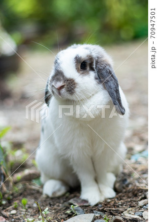 Rabbits that are white and black That is cute and bright In motion of relaxation Rabbits that are white and black That is cute and bright In motion of relaxation 70947501