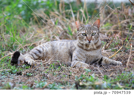 猫 ねこ ネコ 70947539