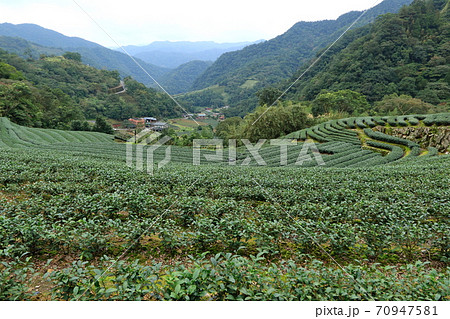 ティー 紅茶 茶 70947581