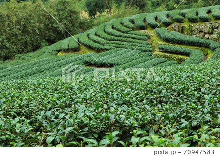 ティー 紅茶 茶 70947583