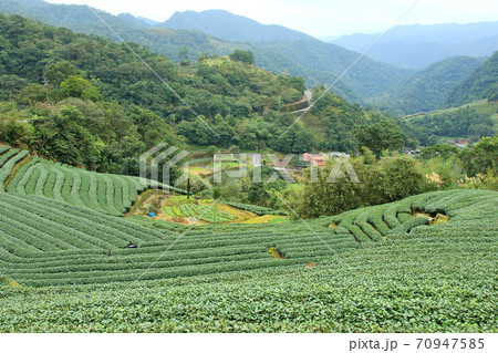 ティー 紅茶 茶 70947585