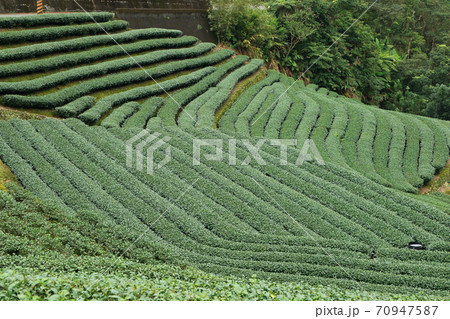 ティー 紅茶 茶 70947587