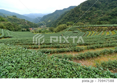 ティー 紅茶 茶 70947588