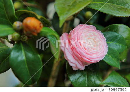 つばき カメリア ツバキ属 70947592