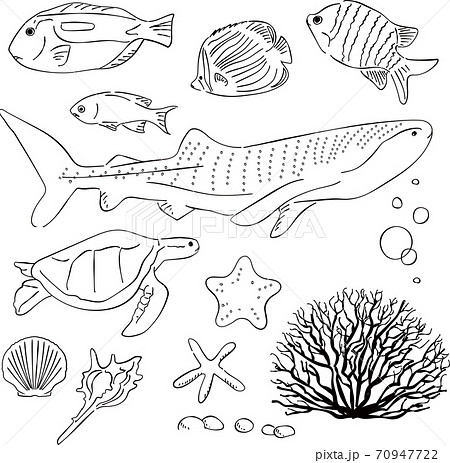 海 魚 ジンベイザメ ウミガメ あしらい ペン画 手書きのイラスト素材