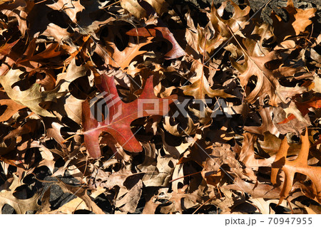 イングリッシュオークの落葉 イングリッシュオークの落葉 70947955