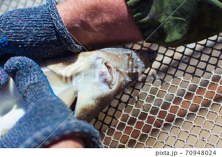 Fish farm workers hands extracting sturgeon caviar from an adult fish with extractors preserving the life of producers 70948024