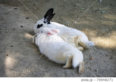 寄り添う二羽のうさぎ 寄り添う二羽のうさぎ 70948271