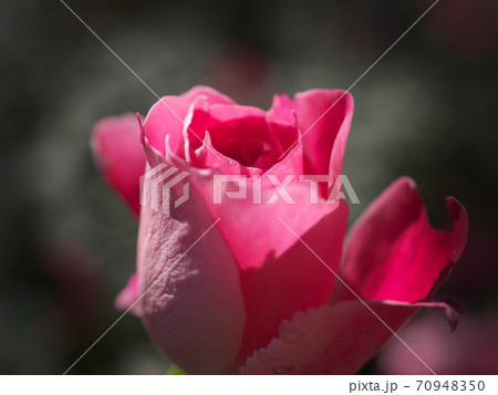 美しいピンクのバラ（品種名　ケアフリーワンダー）　俯瞰ぎみにマクロ撮影 70948350