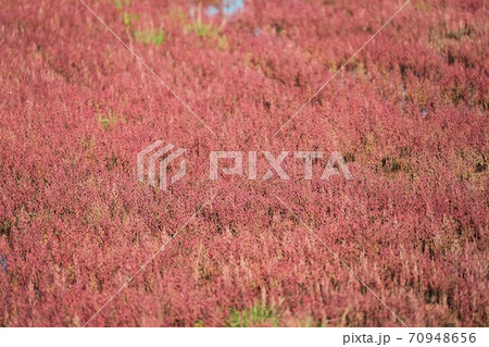 サンゴ草群落（北海道網走市卯原内） 70948656