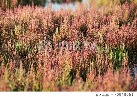 キムアネップ岬サンゴ草群落(北海道常呂町) キムアネップ岬サンゴ草群落(北海道常呂町) 70948661