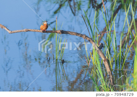 カワセミ 野鳥 クローズアップ素材 70948729
