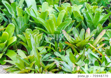 Bromeliad, or Aechmea fasciata, Urn Plant, bromeliaceae Green leaf background beautiful and Useful decorative ornamental plants 70948770