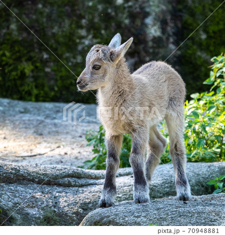 Young baby mountain ibex or capra ibex on a rock Young baby mountain ibex or capra ibex on a rock 70948881