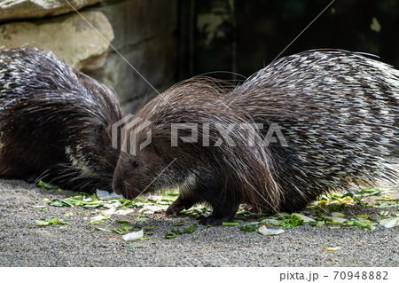 Indian crested Porcupine, Hystrix indica in a german nature park Indian crested Porcupine, Hystrix indica in a german nature park 70948882