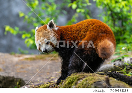 The red panda, Ailurus fulgens, also called the lesser panda. The red panda, Ailurus fulgens, also called the lesser panda. 70948883