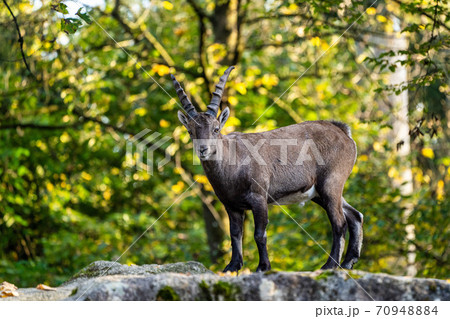 Male mountain ibex or capra ibex on a rock 70948884