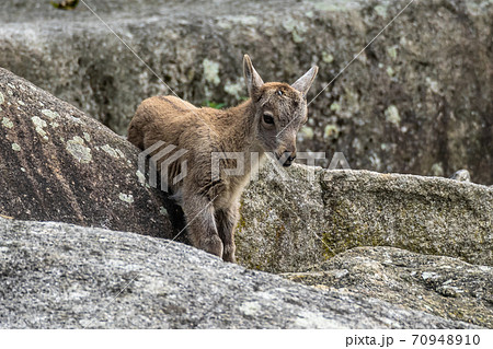 Young baby mountain ibex or capra ibex on a rock Young baby mountain ibex or capra ibex on a rock 70948910