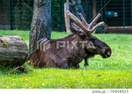 European Moose, Alces alces, also known as the elk 70948925