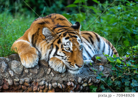 The Siberian tiger,Panthera tigris altaica in a park 70948926