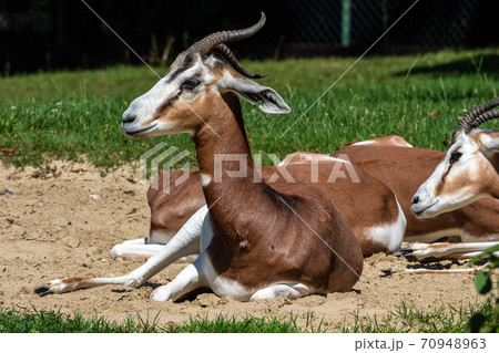 Dama gazelle, Gazella dama mhorr or mhorr gazelle is a species of gazelle Dama gazelle, Gazella dama mhorr or mhorr gazelle is a species of gazelle 70948963