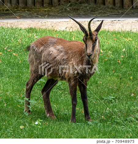 Apennine chamois, Rupicapra pyrenaica ornata, is living in Italy and Spain 70948975