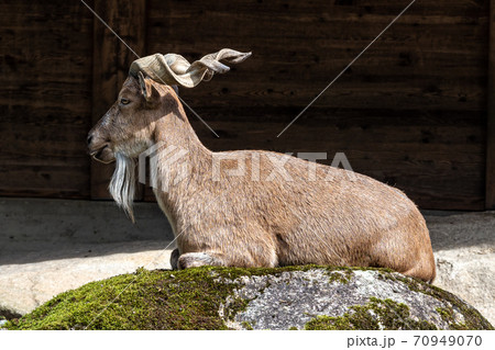 Turkmenian markhor, Capra falconeri heptneri stand on rocks 70949070