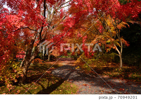 大阪　弘川寺の紅葉 70949201